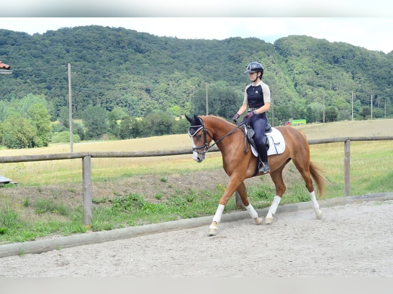 Meer warmbloeden Merrie 4 Jaar 160 cm Vos in Wellheim