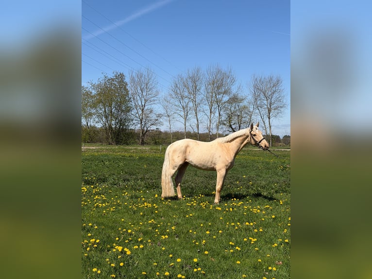 Meer warmbloeden Merrie 4 Jaar 162 cm Palomino in Lehe