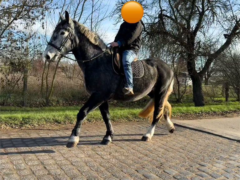 Meer warmbloeden Merrie 4 Jaar 163 cm Appelschimmel in Gleina