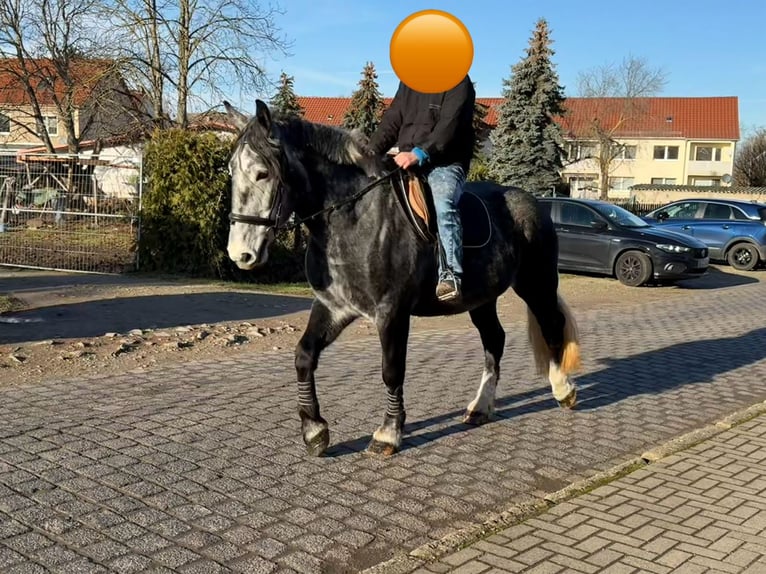 Meer warmbloeden Merrie 4 Jaar 163 cm Appelschimmel in Gleina