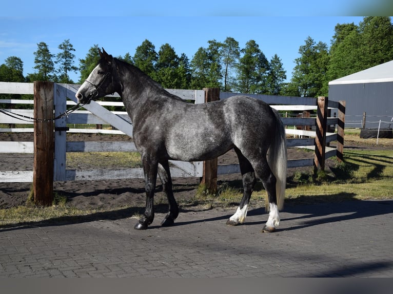 Meer warmbloeden Merrie 4 Jaar 163 cm Appelschimmel in Chełmno