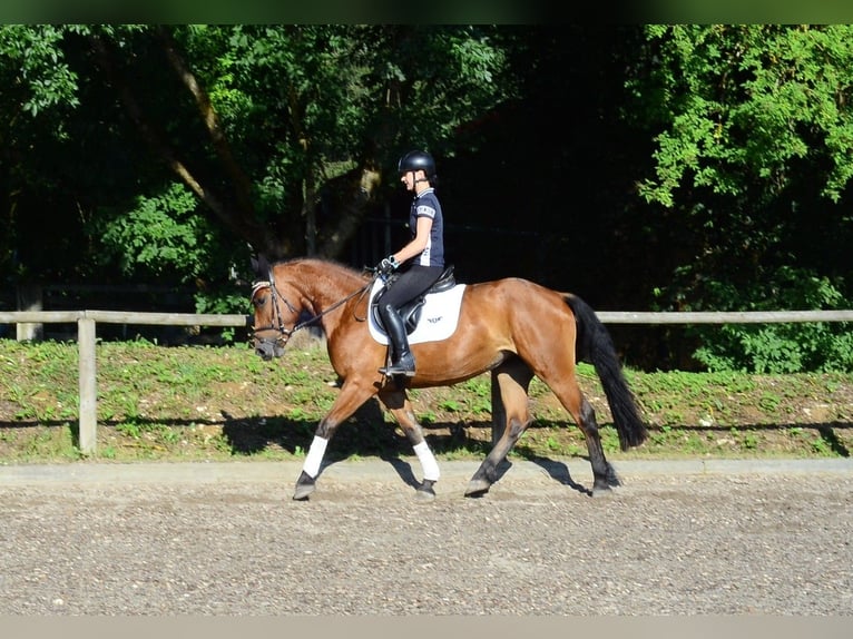 Meer warmbloeden Merrie 4 Jaar 163 cm Bruin in Wellheim