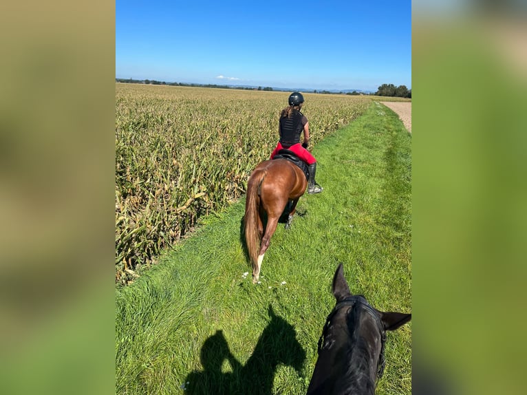 Meer warmbloeden Merrie 4 Jaar 163 cm Vos in Haarbach