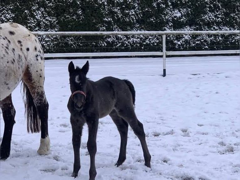 Meer warmbloeden Merrie 4 Jaar 164 cm Appaloosa in Chełmno