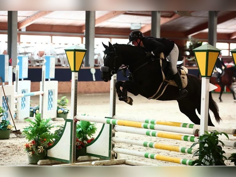 Meer warmbloeden Merrie 4 Jaar 164 cm Zwart in Enzesfeld-Lindabrunn
