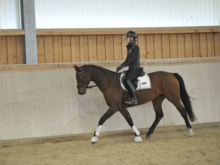 Meer warmbloeden Merrie 4 Jaar 165 cm Bruin in Wellheim
