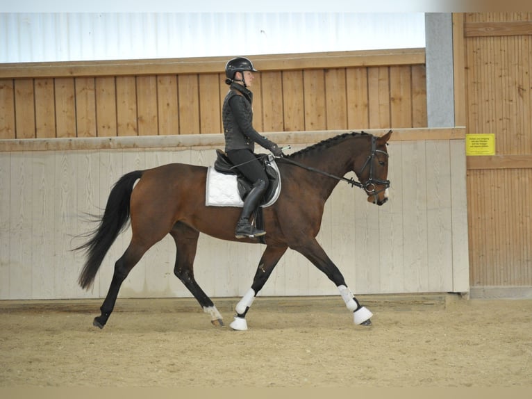 Meer warmbloeden Merrie 4 Jaar 165 cm Bruin in Wellheim