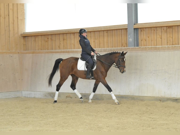 Meer warmbloeden Merrie 4 Jaar 165 cm Bruin in Wellheim