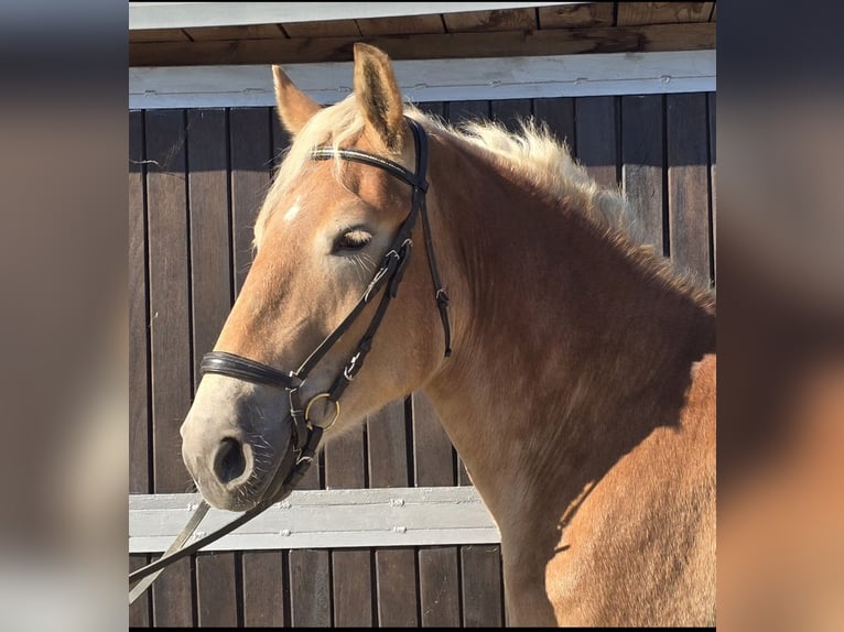 Meer warmbloeden Mix Merrie 4 Jaar 165 cm Vos in M&#xFC;lheim an der Ruhr