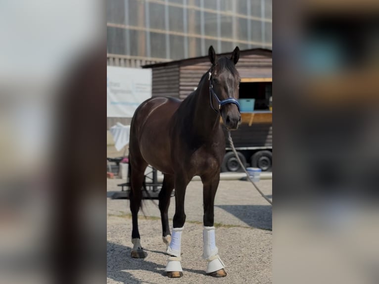 Meer warmbloeden Merrie 4 Jaar 165 cm Zwartbruin in Siegen
