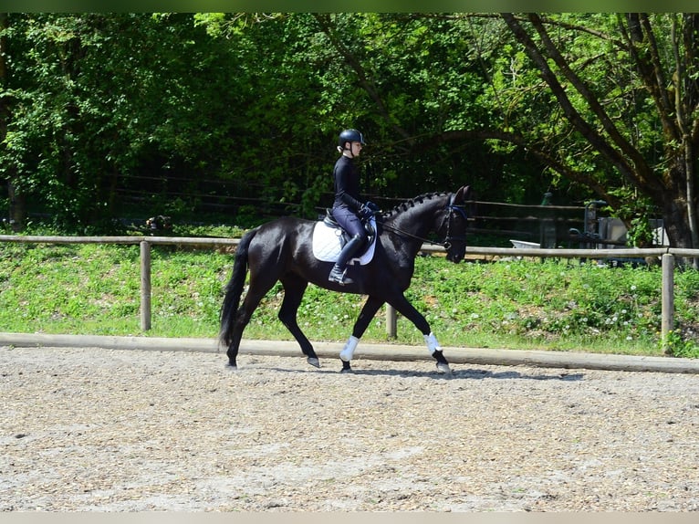 Meer warmbloeden Merrie 4 Jaar 166 cm Zwart in Wellheim