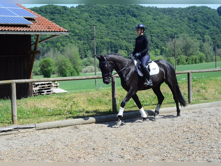 Meer warmbloeden Merrie 4 Jaar 166 cm Zwart in Wellheim