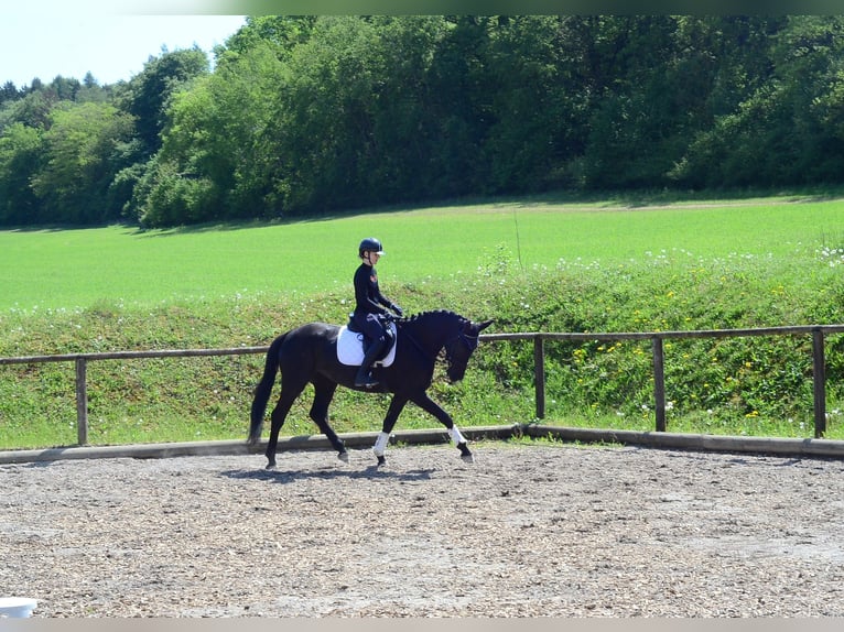 Meer warmbloeden Merrie 4 Jaar 166 cm Zwart in Wellheim