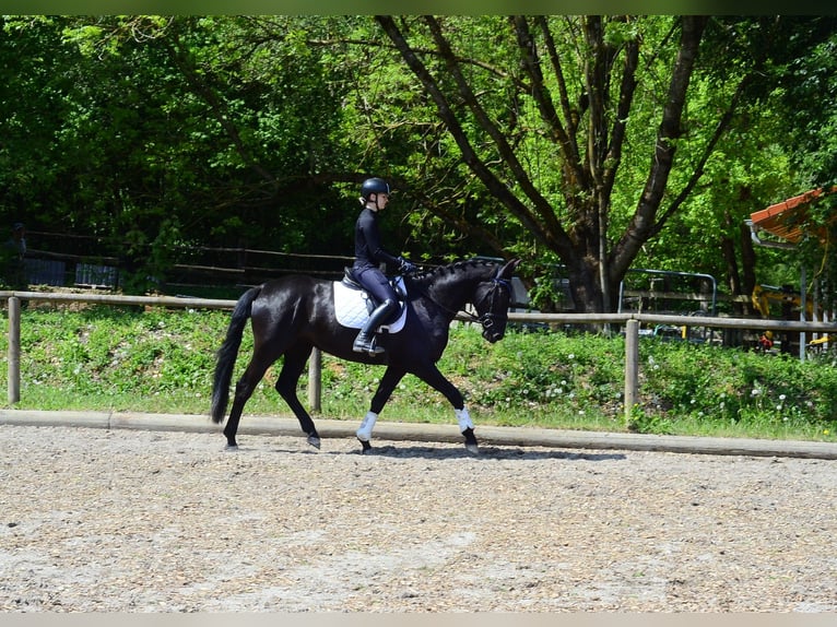 Meer warmbloeden Merrie 4 Jaar 166 cm Zwart in Wellheim