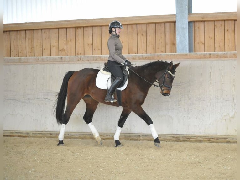 Meer warmbloeden Merrie 4 Jaar 167 cm Bruin in Wellheim