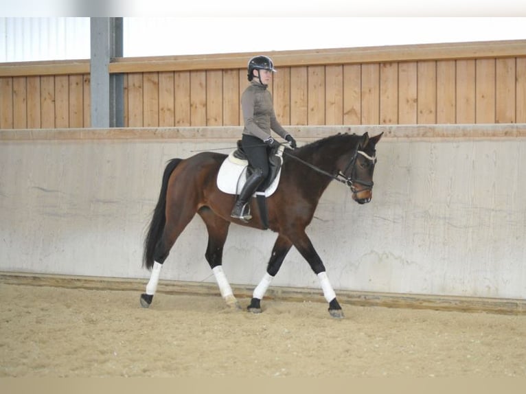 Meer warmbloeden Merrie 4 Jaar 167 cm Bruin in Wellheim