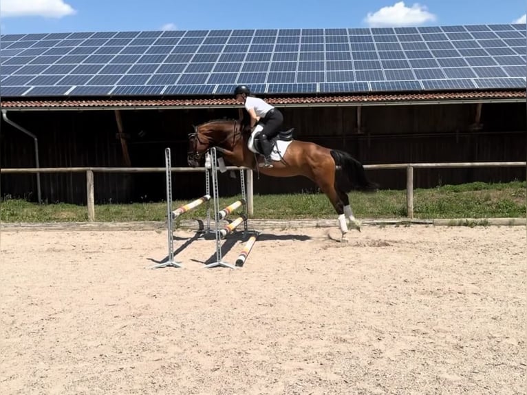 Meer warmbloeden Merrie 4 Jaar 167 cm Bruin in Wellheim