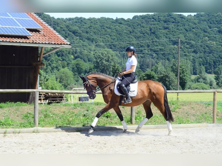 Meer warmbloeden Merrie 4 Jaar 167 cm Bruin in Wellheim