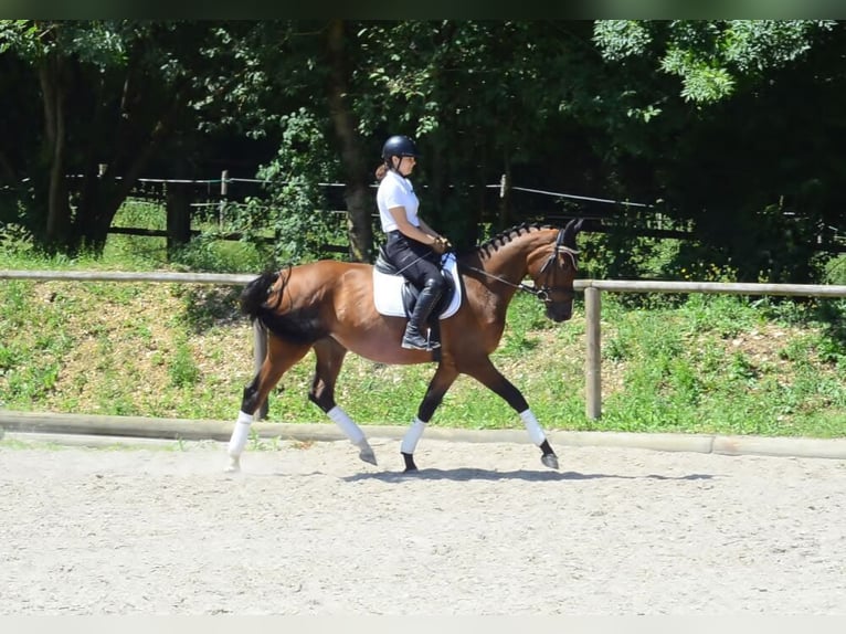 Meer warmbloeden Merrie 4 Jaar 167 cm Bruin in Wellheim