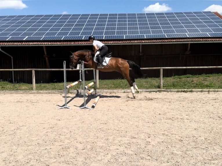 Meer warmbloeden Merrie 4 Jaar 167 cm Bruin in Wellheim