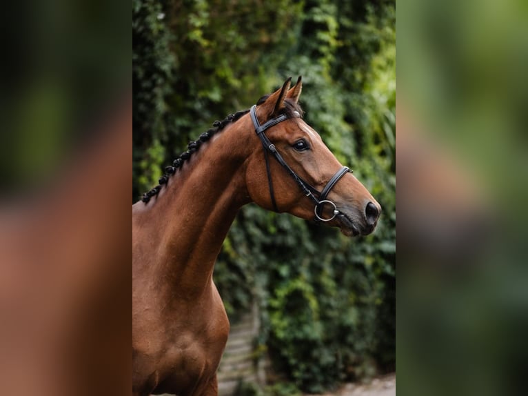 Meer warmbloeden Merrie 4 Jaar 167 cm Roodbruin in Poznań