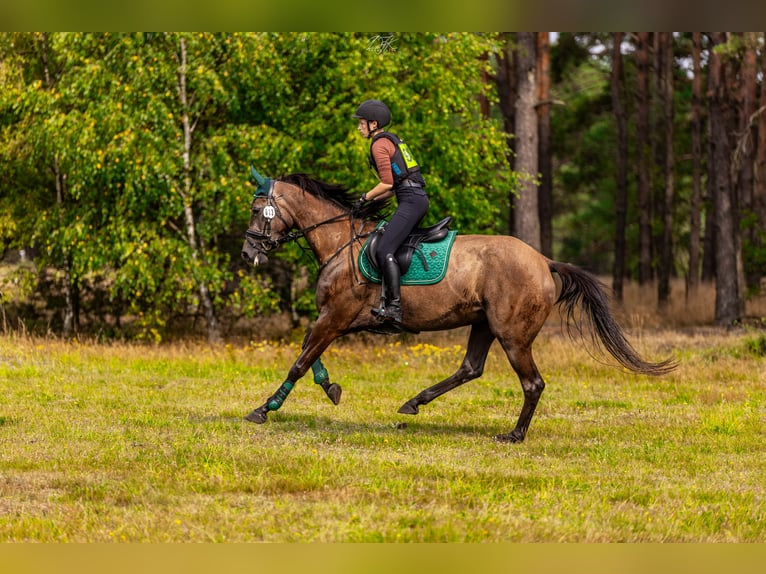 Meer warmbloeden Merrie 4 Jaar 167 cm Schimmel in Międzyłęż