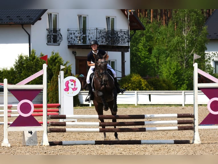 Meer warmbloeden Merrie 4 Jaar 167 cm Schimmel in Międzyłęż