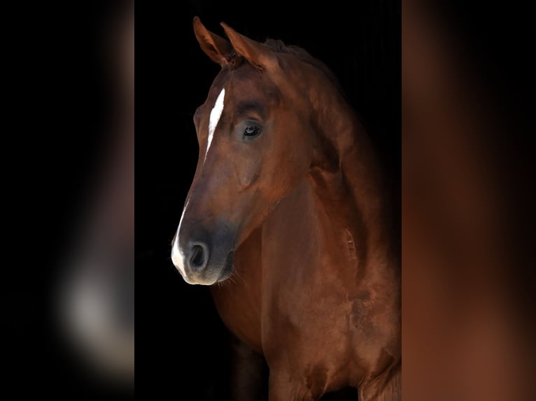 Meer warmbloeden Merrie 4 Jaar 167 cm Vos in Fürstenfeldbruck