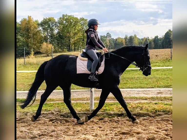 Meer warmbloeden Merrie 4 Jaar 167 cm Zwart in Forst