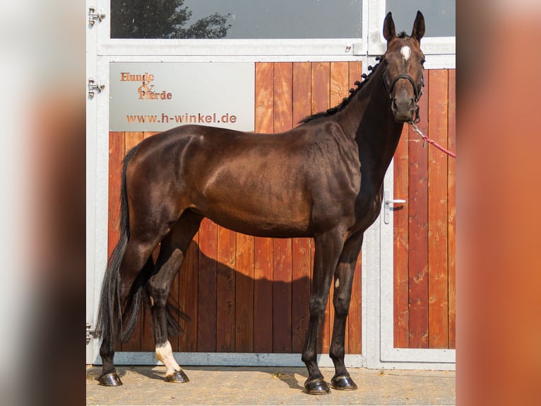 Meer warmbloeden Merrie 4 Jaar 168 cm in Dorsten