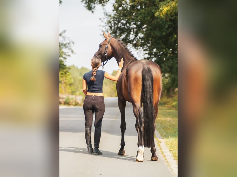 Meer warmbloeden Merrie 4 Jaar 168 cm in Dorsten