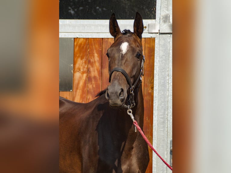 Meer warmbloeden Merrie 4 Jaar 168 cm in Dorsten