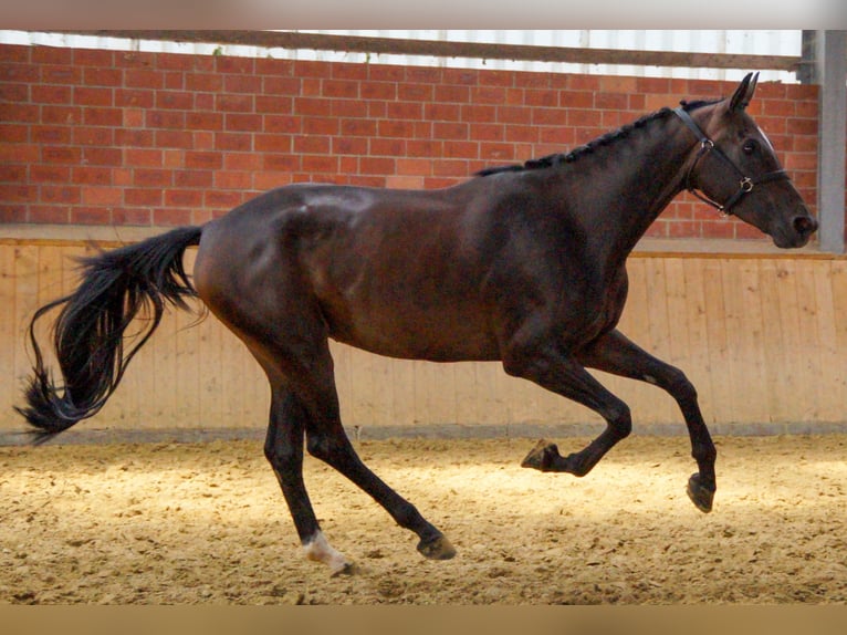 Meer warmbloeden Merrie 4 Jaar 168 cm in Dorsten