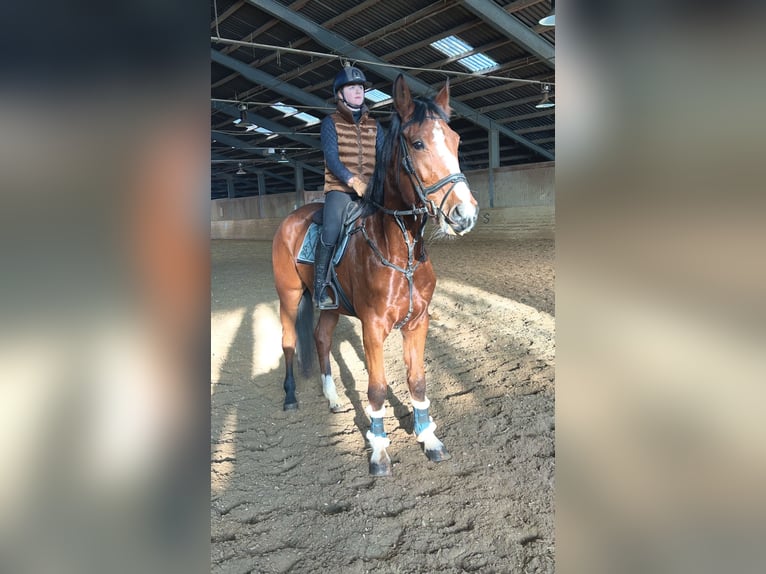 Meer warmbloeden Merrie 4 Jaar 170 cm Lichtbruin in Pelmberg