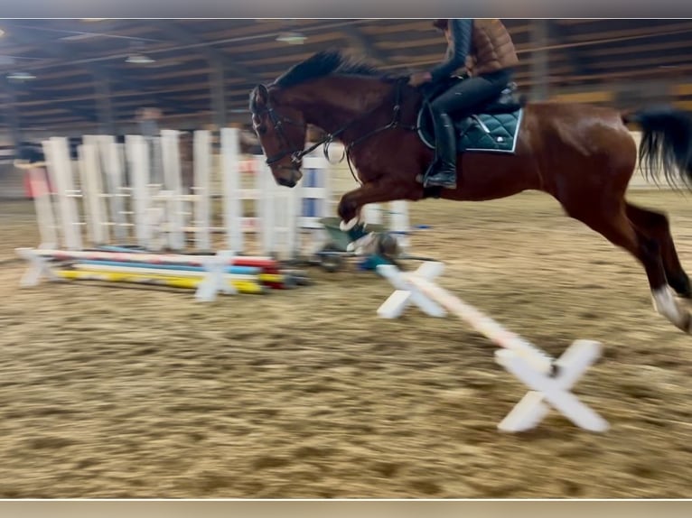 Meer warmbloeden Merrie 4 Jaar 170 cm Lichtbruin in Pelmberg