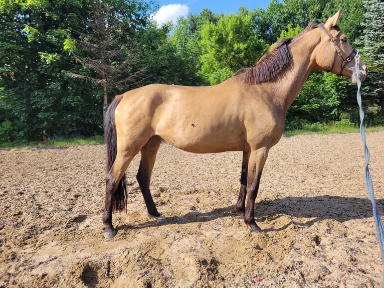 Meer warmbloeden Mix Merrie 4 Jaar 172 cm Buckskin in Wieżyca