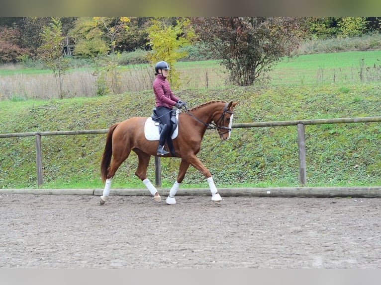 Meer warmbloeden Merrie 4 Jaar 173 cm Vos in Wellheim
