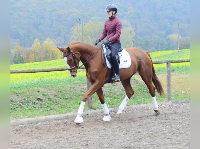 Meer warmbloeden Merrie 4 Jaar 173 cm Vos in Wellheim