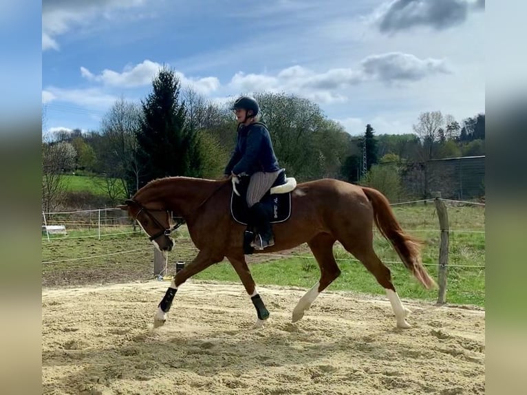 Meer warmbloeden Merrie 4 Jaar 177 cm Vos in WipperfürthWipperfürth