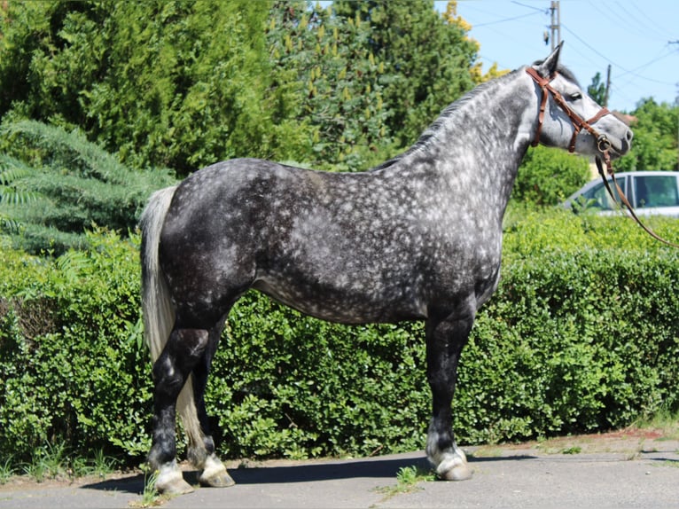 Meer warmbloeden Merrie 5 Jaar 150 cm Appelschimmel in Békés