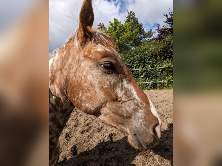 Meer warmbloeden Mix Merrie 5 Jaar 150 cm in Wiesentheid