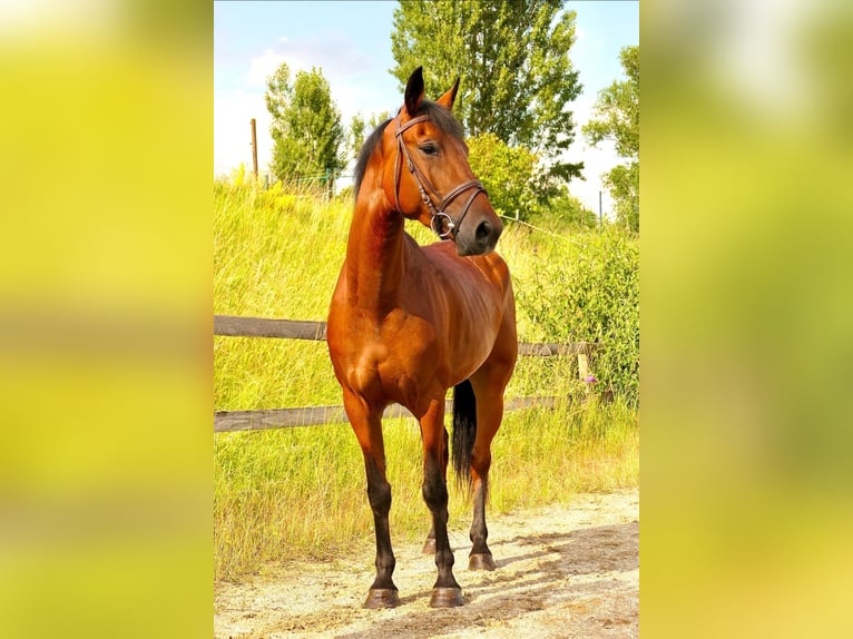 Meer warmbloeden Merrie 5 Jaar 152 cm Bruin in Straubing