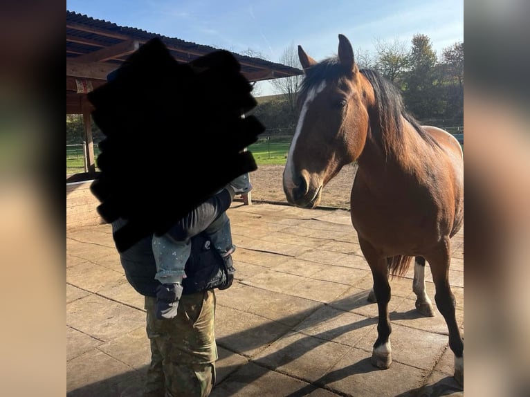 Meer warmbloeden Merrie 5 Jaar 155 cm Donkere-vos in Uehlfeld