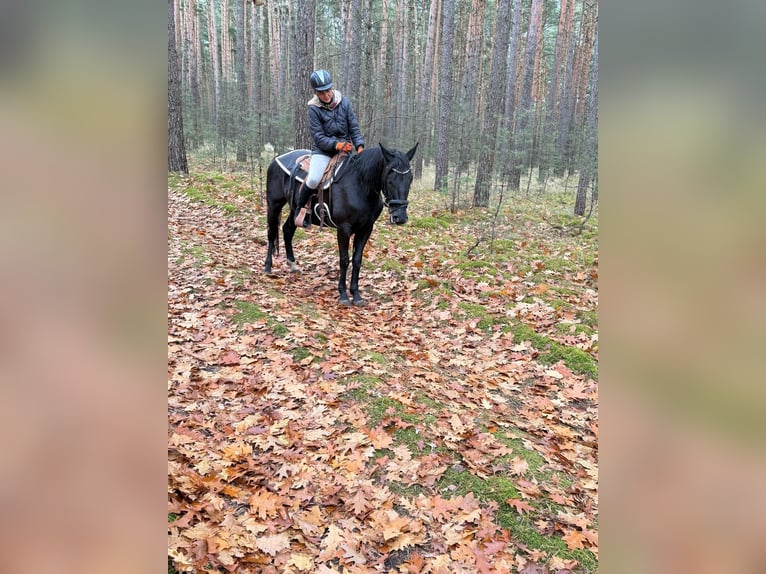 Meer warmbloeden Merrie 5 Jaar 155 cm Zwart in Dahme/Mark