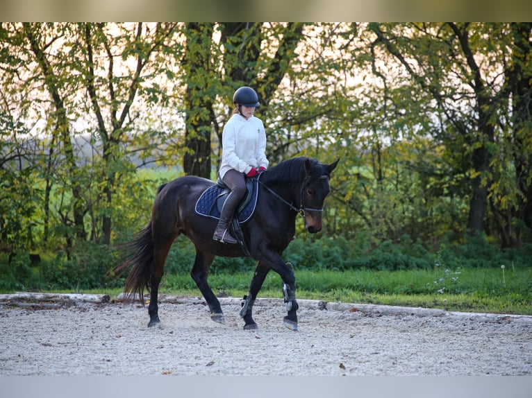 Meer warmbloeden Mix Merrie 5 Jaar 157 cm Bruin in Klingenbach / Klimpuh