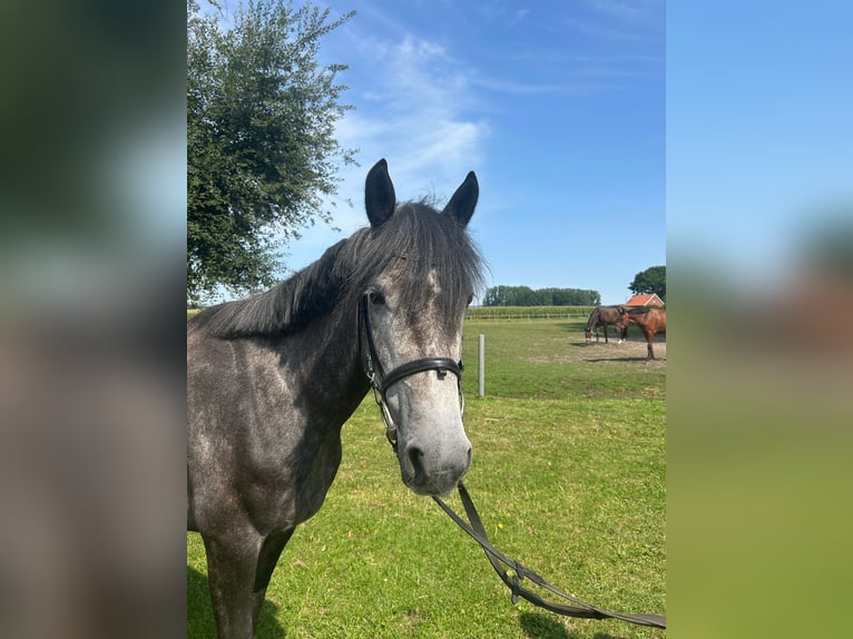 Meer warmbloeden Merrie 5 Jaar 158 cm Blauwschimmel in Bad Laer