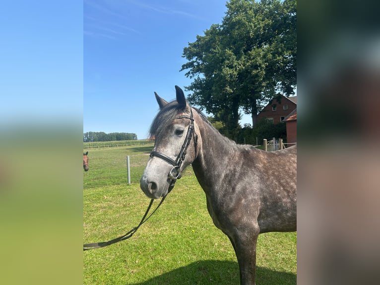Meer warmbloeden Merrie 5 Jaar 158 cm Blauwschimmel in Bad Laer