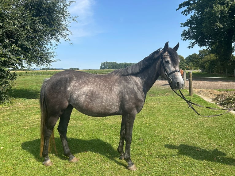 Meer warmbloeden Merrie 5 Jaar 158 cm Blauwschimmel in Bad Laer