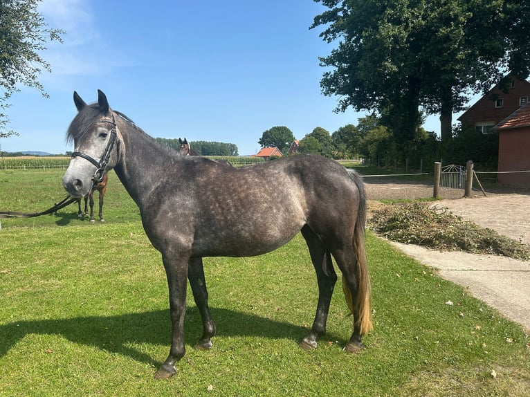 Meer warmbloeden Merrie 5 Jaar 158 cm Blauwschimmel in Bad Laer