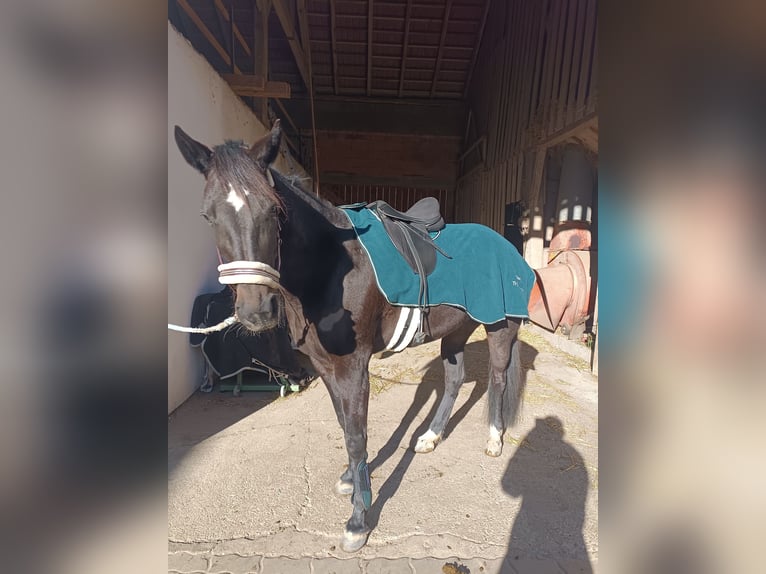 Meer warmbloeden Merrie 5 Jaar 158 cm Zwartbruin in Tragwein